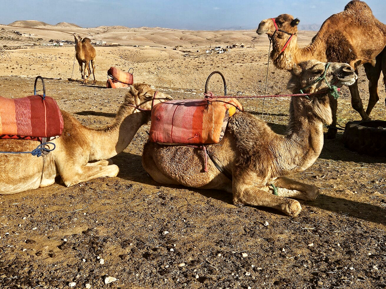 excursion por el desierto de Agafay