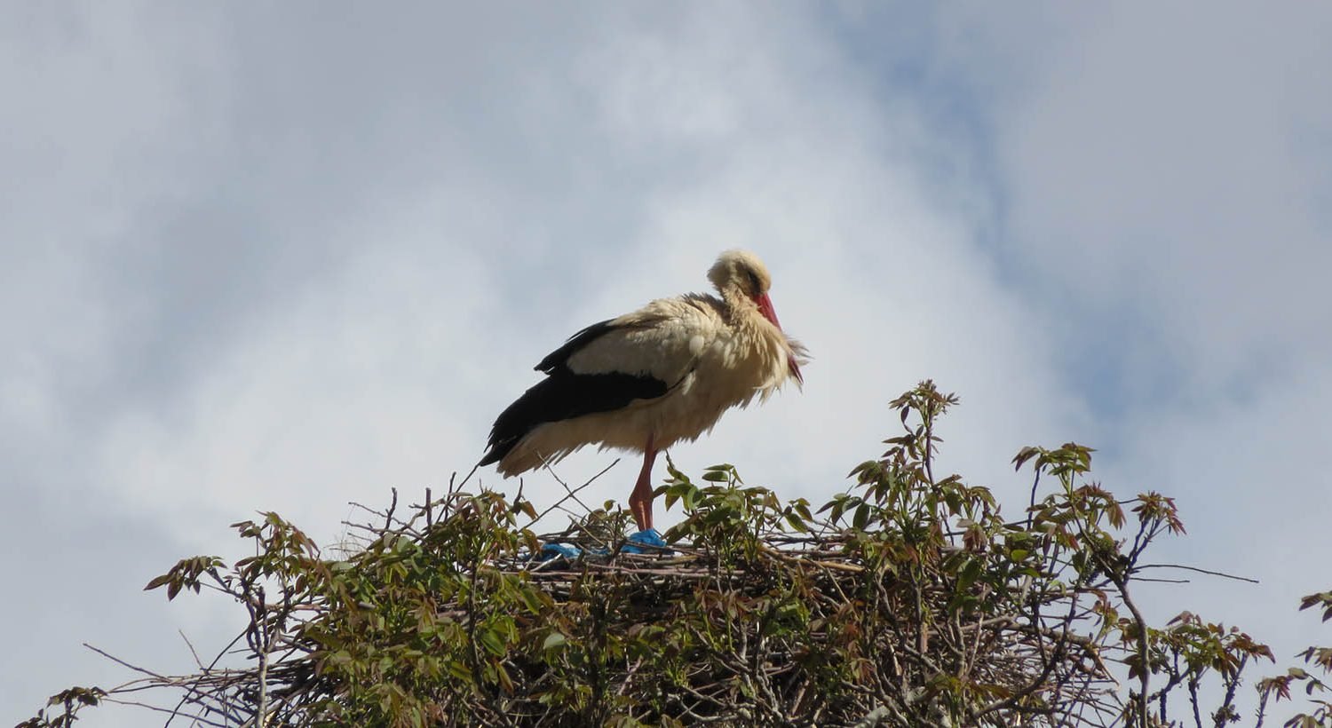viajar-en-familia-en-marruecos-1 Viajar a marruecos en familia, el valle de Ait Bouguemez,